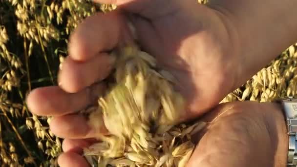 Avena Madura Una Mano Granjero Macho Toca Suavemente Las Orejas — Vídeos de Stock