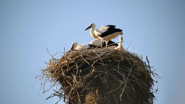 Stork Flaps Its Wings Family Nest Grown Nestlings Birds Storks — Stock Video