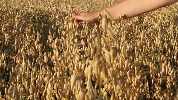 Olgun Yulaf Erkek Bir Çiftçinin Eli Nazikçe Kulaklara Dokunur Tarla — Stok video