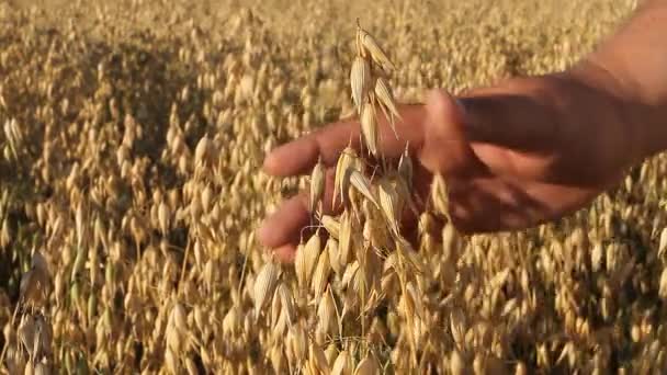 Avoine Mûre Une Main Fermier Mâle Touche Doucement Les Oreilles — Video