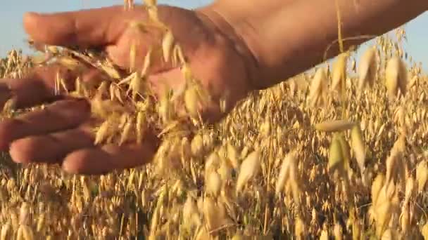 Avoine Mûre Une Main Fermier Mâle Touche Doucement Les Oreilles — Video