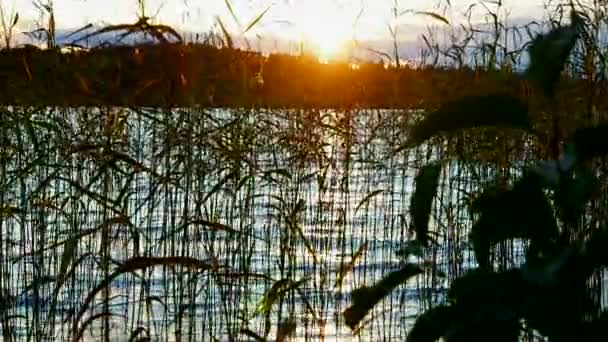 在北欧湖上落日 北部生态清洁的景观 — 图库视频影像