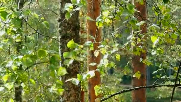 Floresta Selvagem Lagos Norte Europa Paisagem Natureza Ecologicamente Limpa Norte — Vídeo de Stock