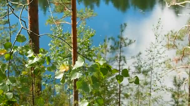 Дикие Леса Озера Северной Европы Пейзаж Экологически Чистой Природы Севера — стоковое видео