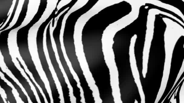 Abstraktní Zebra Kůže Pozadí Afrického Tématu Volně Žijících Zvířat — Stock video