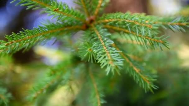 Kiefernzweige Nadelwald Der Wildnis — Stockvideo