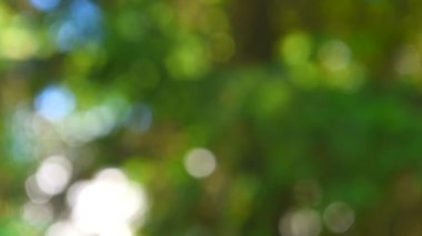 Çam ağacı dalları. Vahşi doğadaki kozalaklı orman..