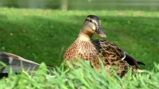 Bebek Liar Rumput Burung Lingkungan Alami Mereka — Stok Video