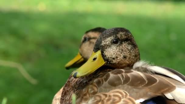 芝生の芝生の上で野生のアヒル 自然環境の中の鳥 — ストック動画