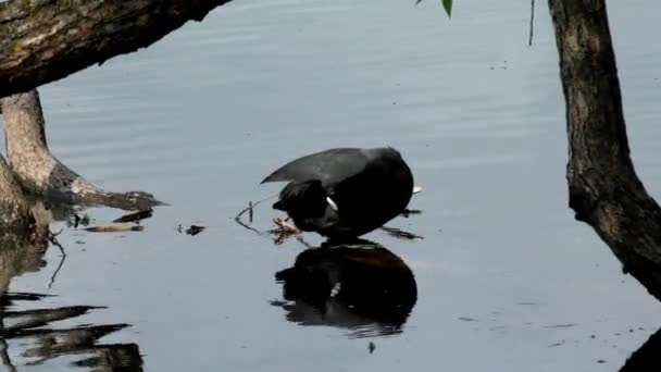 Eend Koelt Fulica Atra Drijft Het Water Leven Van Wilde — Stockvideo