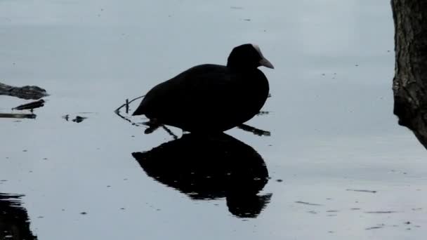 Ördek Ördeği Fulica Atra Suyun Üzerinde Yüzer Doğal Ortamda Vahşi — Stok video