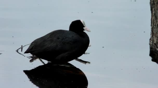 Die Ente Blässhuhn Fulica Atra Schwimmt Auf Dem Wasser Das — Stockvideo