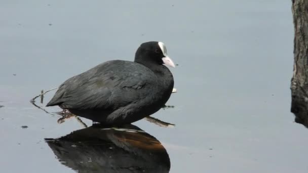 Πάπια Fulica Atra Επιπλέει Στο Νερό Ζωή Των Άγριων Πτηνών — Αρχείο Βίντεο