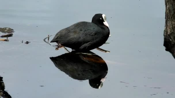 Eend Koelt Fulica Atra Drijft Het Water Leven Van Wilde — Stockvideo