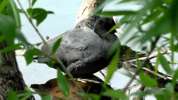 Die Ente Blässhuhn Fulica Atra Schwimmt Auf Dem Wasser Das — Stockvideo