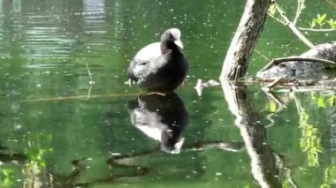 Ördek ördeği fulica atra suyun üzerinde yüzer. Doğal ortamda vahşi kuşların yaşamı.