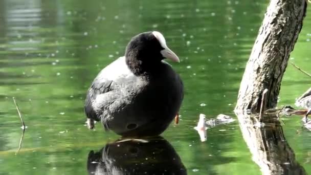 Kachní Kozel Fulica Atra Plave Vodě Život Volně Žijících Ptáků — Stock video