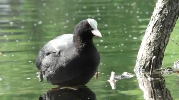 Patinho Fulica Atra Flutua Água Vida Das Aves Selvagens Ambiente — Vídeo de Stock