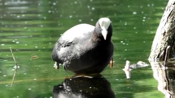 Patinho Fulica Atra Flutua Água Vida Das Aves Selvagens Ambiente — Vídeo de Stock
