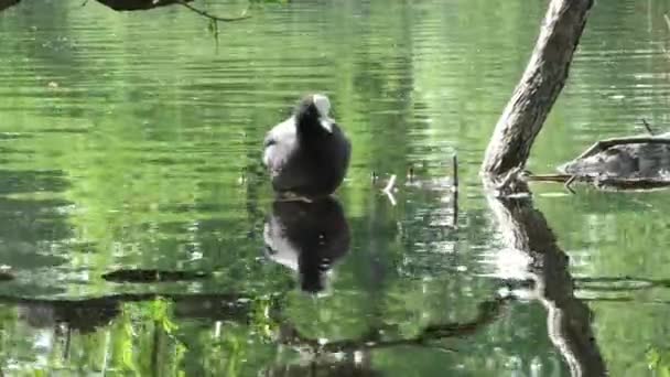 Kaczka Fulica Atra Unosi Się Wodzie Życie Dzikiego Ptactwa Środowisku — Wideo stockowe