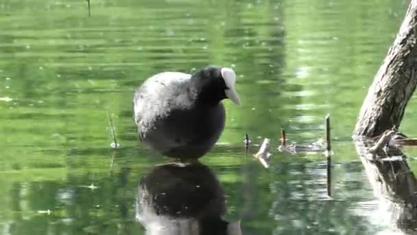 Πάπια Fulica Atra Επιπλέει Στο Νερό Ζωή Των Άγριων Πτηνών — Αρχείο Βίντεο