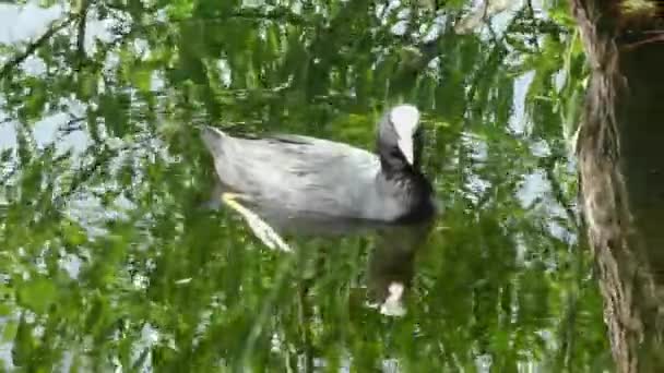 Eend Koelt Fulica Atra Drijft Het Water Leven Van Wilde — Stockvideo