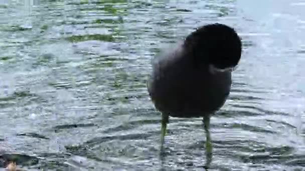 Kachní Kozel Fulica Atra Plave Vodě Život Volně Žijících Ptáků — Stock video
