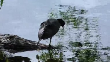 Ördek ördeği fulica atra suyun üzerinde yüzer. Doğal ortamda vahşi kuşların yaşamı. 