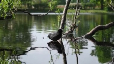 Ördek ördeği fulica atra suyun üzerinde yüzer. Doğal ortamda vahşi kuşların yaşamı.