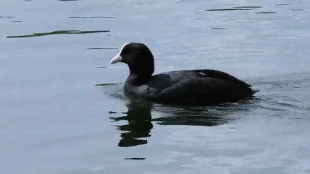 Bebek Fulica Atra Mengapung Atas Air Kehidupan Burung Liar Lingkungan — Stok Video