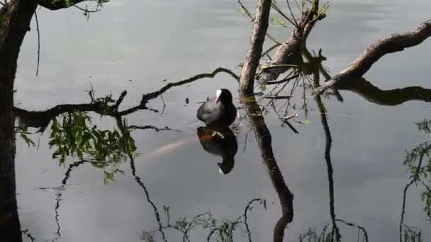 Eend Koelt Fulica Atra Drijft Het Water Leven Van Wilde — Stockvideo