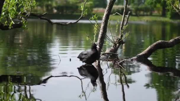 Kaczka Fulica Atra Unosi Się Wodzie Życie Dzikiego Ptactwa Środowisku — Wideo stockowe