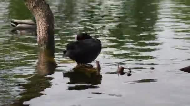 Eend Koelt Fulica Atra Drijft Het Water Leven Van Wilde — Stockvideo