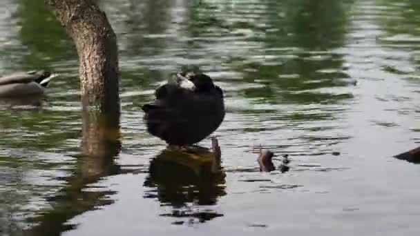 Die Ente Blässhuhn Fulica Atra Schwimmt Auf Dem Wasser — Stockvideo