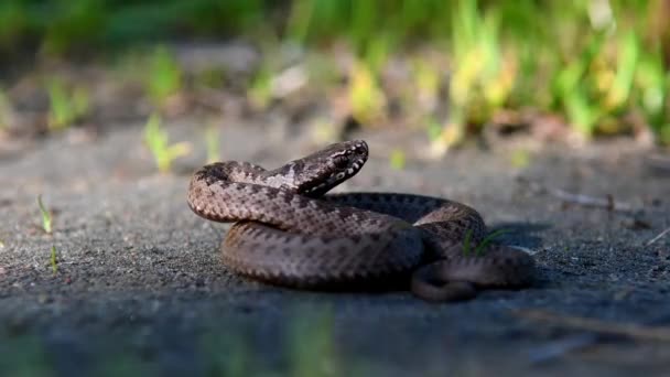 Baby Viper Opgerold Het Gras Een Giftige Slang Zijn Natuurlijke — Stockvideo