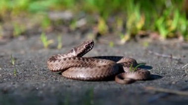Bebek Viper çimenlerde kıvrıldı. Doğal ortamında zehirli bir yılan..