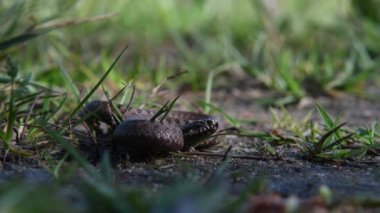 Bebek Viper çimenlerde kıvrıldı. Doğal ortamında zehirli bir yılan..