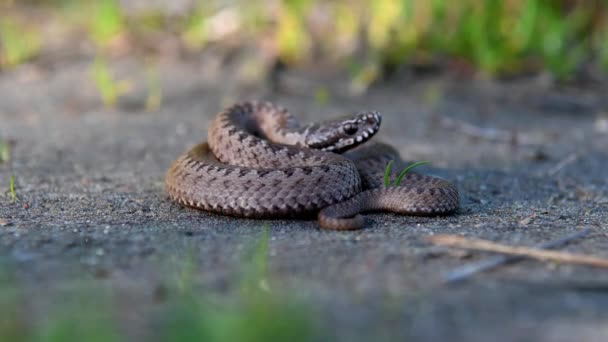 Bebé Viper Enrolou Relva Uma Cobra Venenosa Seu Habitat Natural — Vídeo de Stock