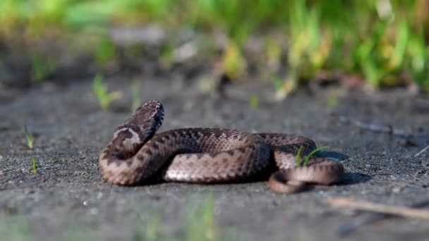 赤ちゃんバイパーは草の中で丸まった 自然の生息地で毒蛇 — ストック動画