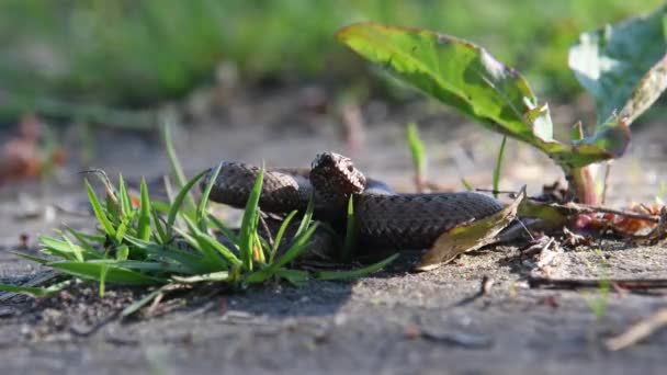 Żmija Zwinięta Trawę Trujący Wąż Swoim Naturalnym Środowisku — Wideo stockowe