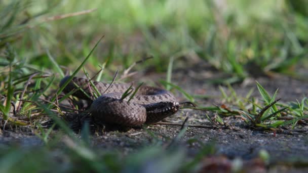 赤ちゃんバイパーは草の中で丸まった 自然の生息地で毒蛇 — ストック動画