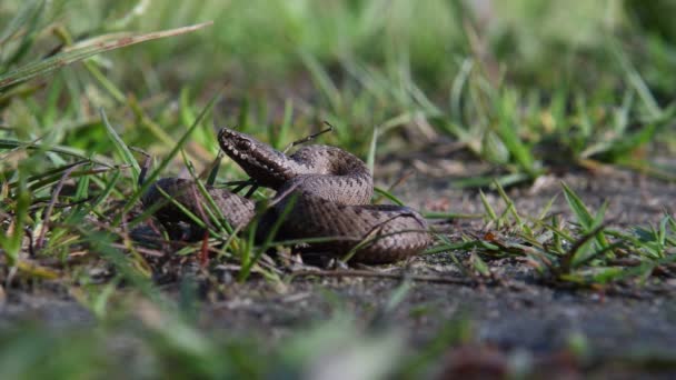 Baby Viper Opgerold Het Gras Een Giftige Slang Zijn Natuurlijke — Stockvideo