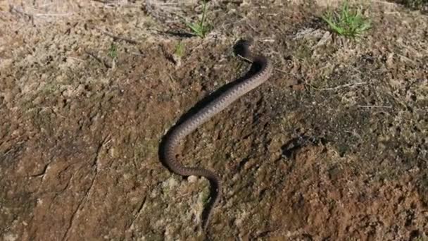 Baby Viper Enroulé Dans Herbe Serpent Venimeux Dans Son Habitat — Video