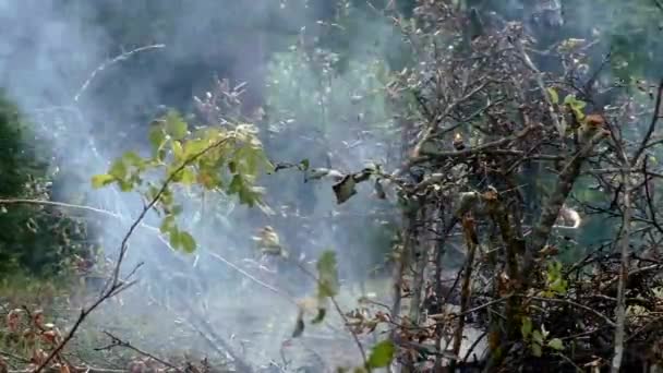Dziki Pożar Lasu Się Zapalił Zagrożenie Dla Flory Fauny Płomieniach — Wideo stockowe