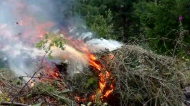 Vahşi orman yangını tutuştu. Alevler içindeki bitki ve hayvanlara karşı tehdit.