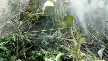 Vahşi orman yangını tutuştu. Alevler içindeki bitki ve hayvanlara karşı tehdit.