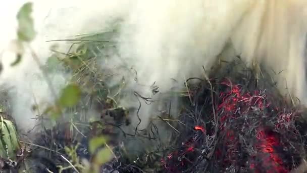 Feu Forêt Enflamme Menace Pour Flore Faune Dans Les Flammes — Video