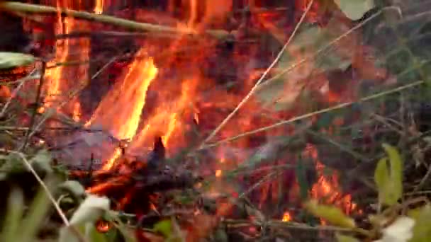 Vild Skogsbrand Antänds Hotet Mot Flora Och Fauna Lågorna — Stockvideo