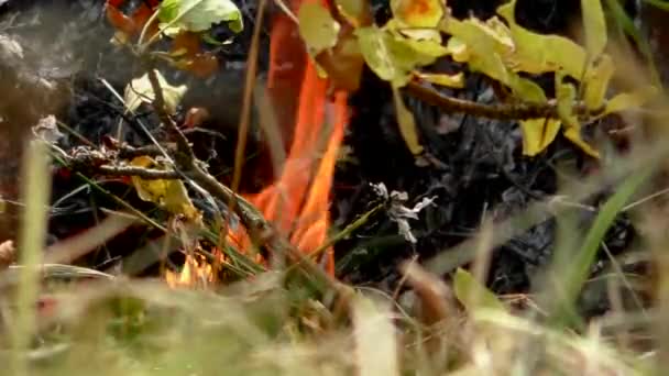 Fuego Forestal Salvaje Enciende Amenaza Flora Fauna Las Llamas — Vídeo de stock