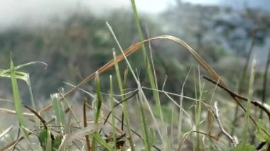 Vahşi orman yangını tutuştu. Alevler içindeki bitki ve hayvanlara karşı tehdit.